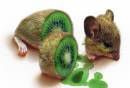 Souris